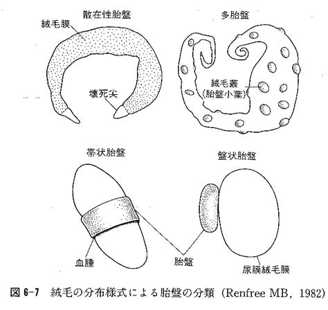 動物胎盤